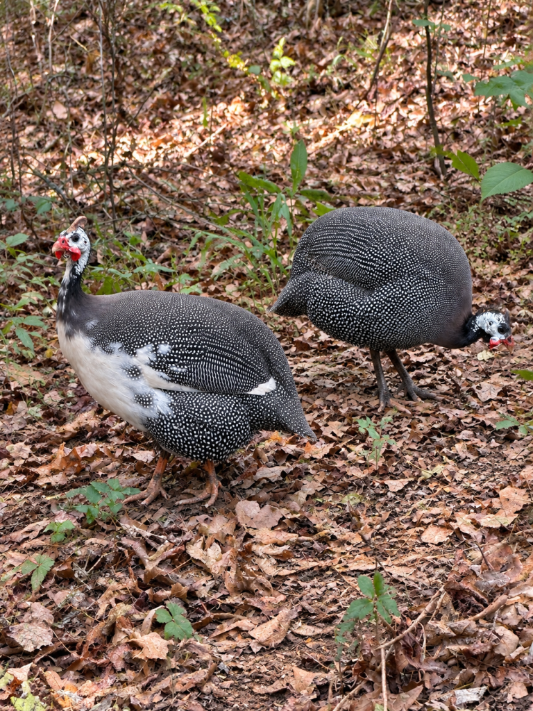 Peeps and Runt, our two guinea fowl, doing what they do best—searching for insects around Aragon Acres in East Texas.