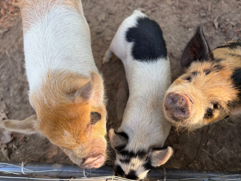 Kunekune pigs happy to see their family.