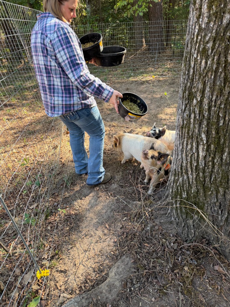 Three Kunekune pigs gathering around their caretaker during feeding time at Aragon Acres in East Texas.