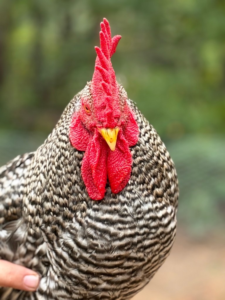White Butt, our Barred Plymouth Rock rooster, showing off his beautiful feathers at Aragon Acres in East Texas.
