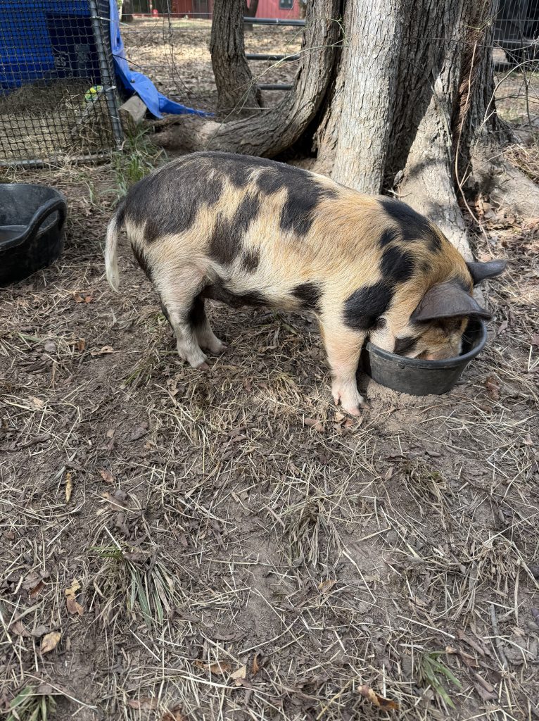 Wilber, our Kunekune companion pig, enjoying his dinner at Aragon Acres, our family homestead in East Texas.