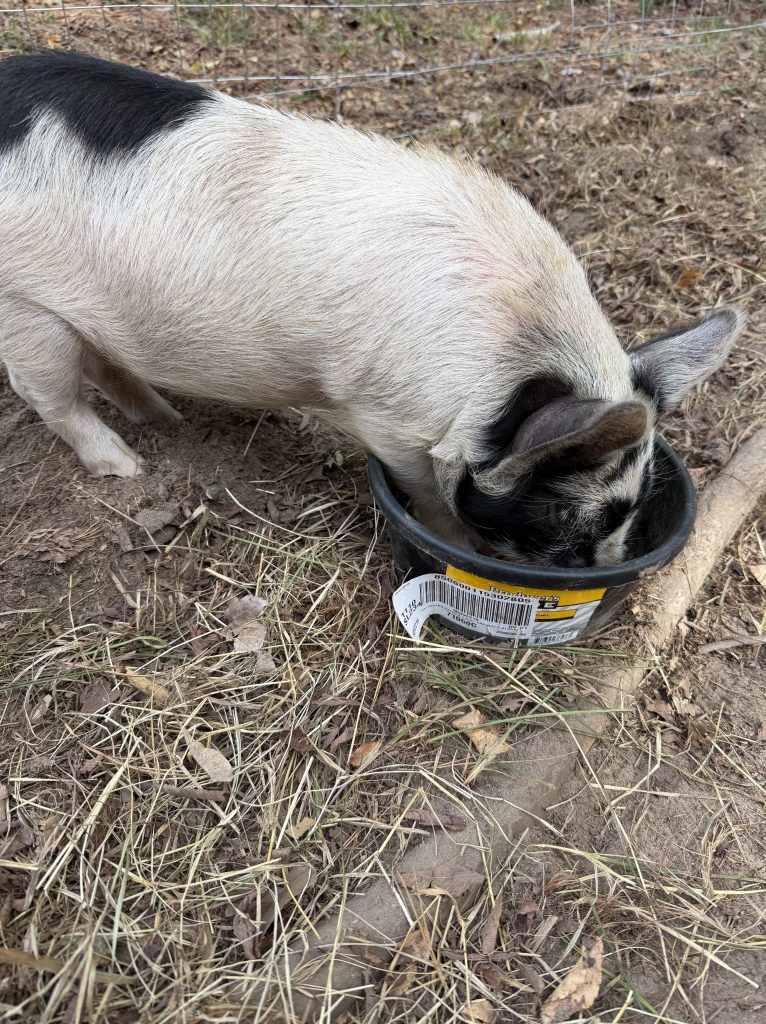 Bacon, our Kunekune pig, enjoying dinner at Aragon Acres in East Texas.