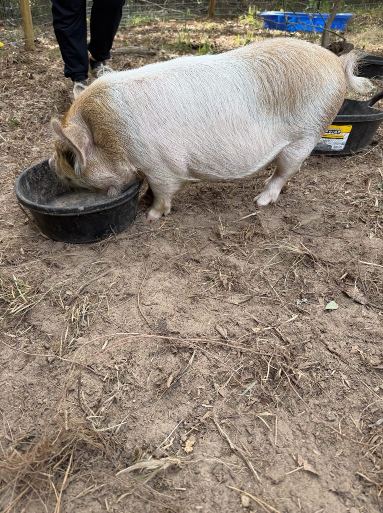 Kunekune pig at Aragon Acres, a veteran-owned family farm in East Texas