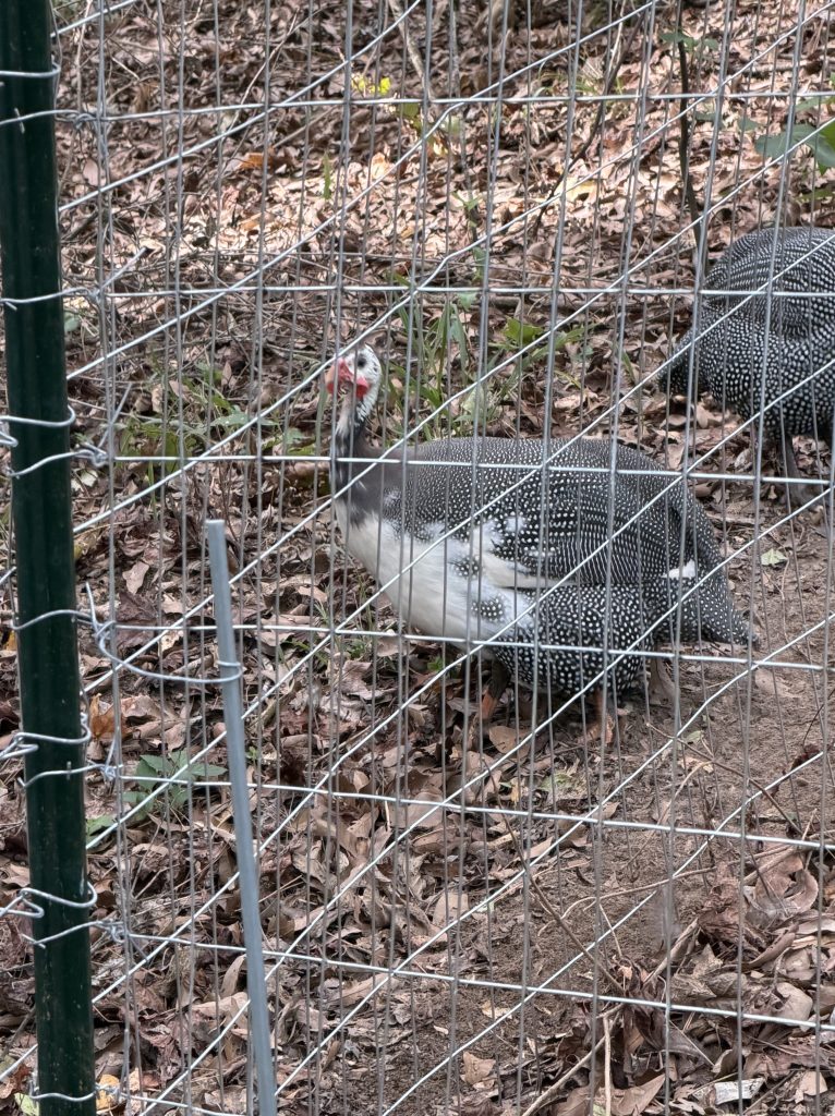 Two guinea fowl exploring outside their enclosure at Aragon Acres, a small homestead in East Texas.