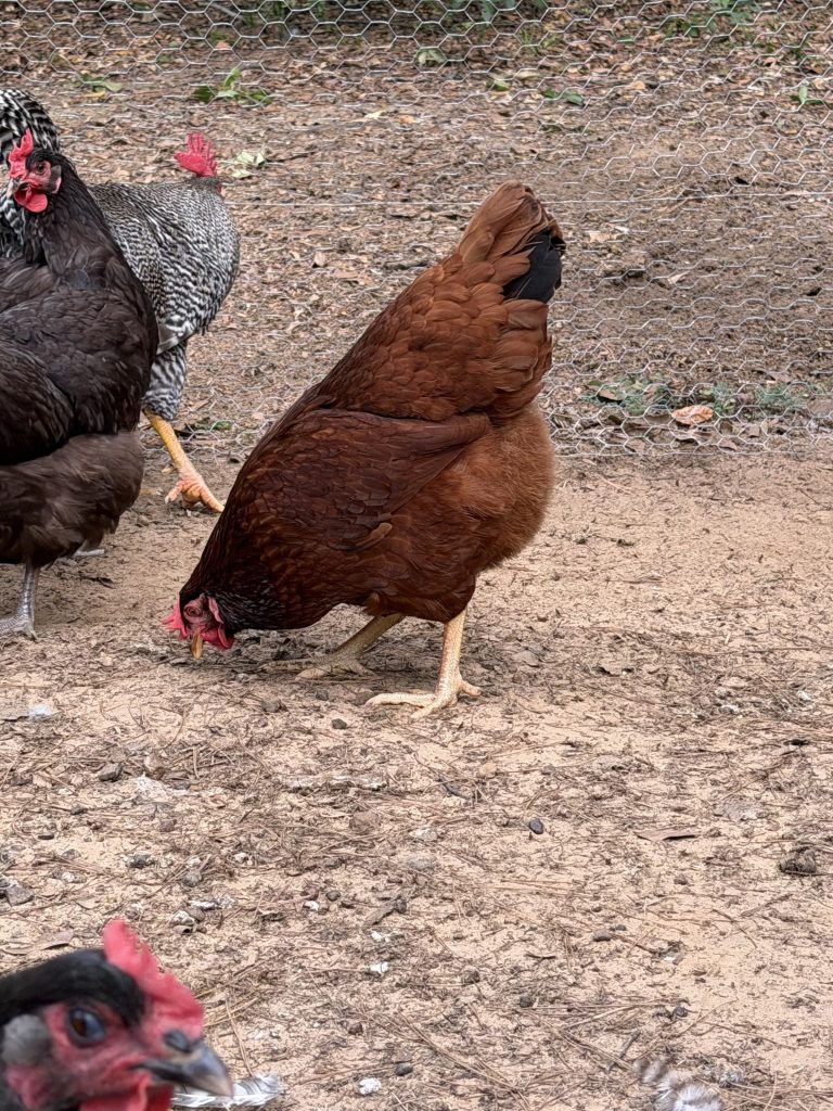 Side Eye, our Rhode Island Red, being spied on.