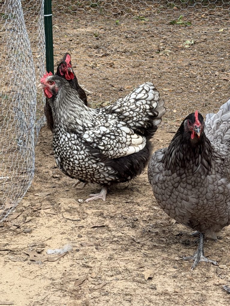 Harriet the Silver Laced Wyandotte, Stella the Blue Orpington, and Karen the Chocolate Orpington gather for a little hen-house conversation at Aragon Acres.
