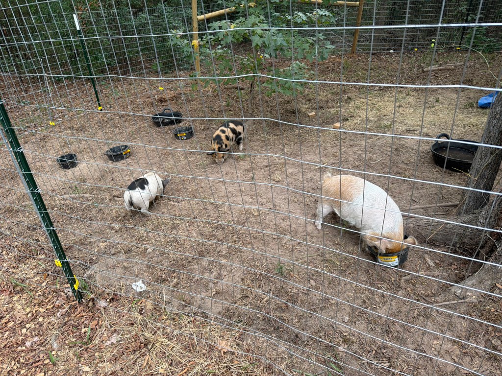 Three Kunekune pigs eating from separate feeding bowls inside their enclosure at Aragon Acres in East Texas.