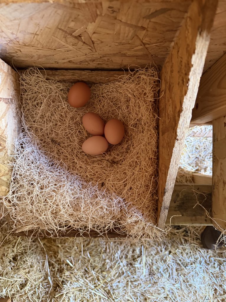 Fresh chicken eggs resting in a nesting box at Aragon Acres, where five laying hens produced 29 eggs in one week.