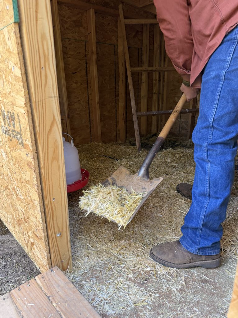 Cleaning the chicken coop at Aragon Acres to maintain a comfortable environment for the laying hens.