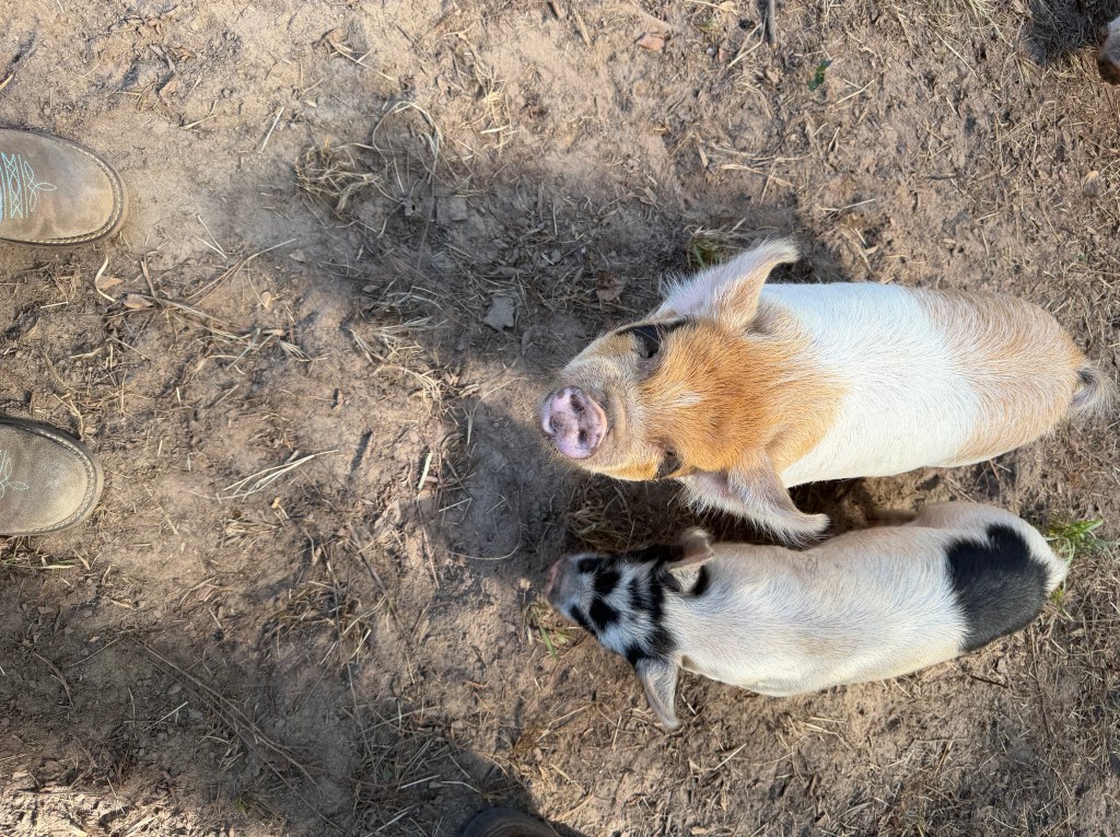Feeding Kunekune pigs during evening farm chores at Aragon Acres in East Texas.