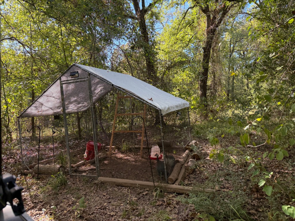Guinea fowl enclosure on the back acreage of Aragon Acres, where the birds are adjusting to their new home.